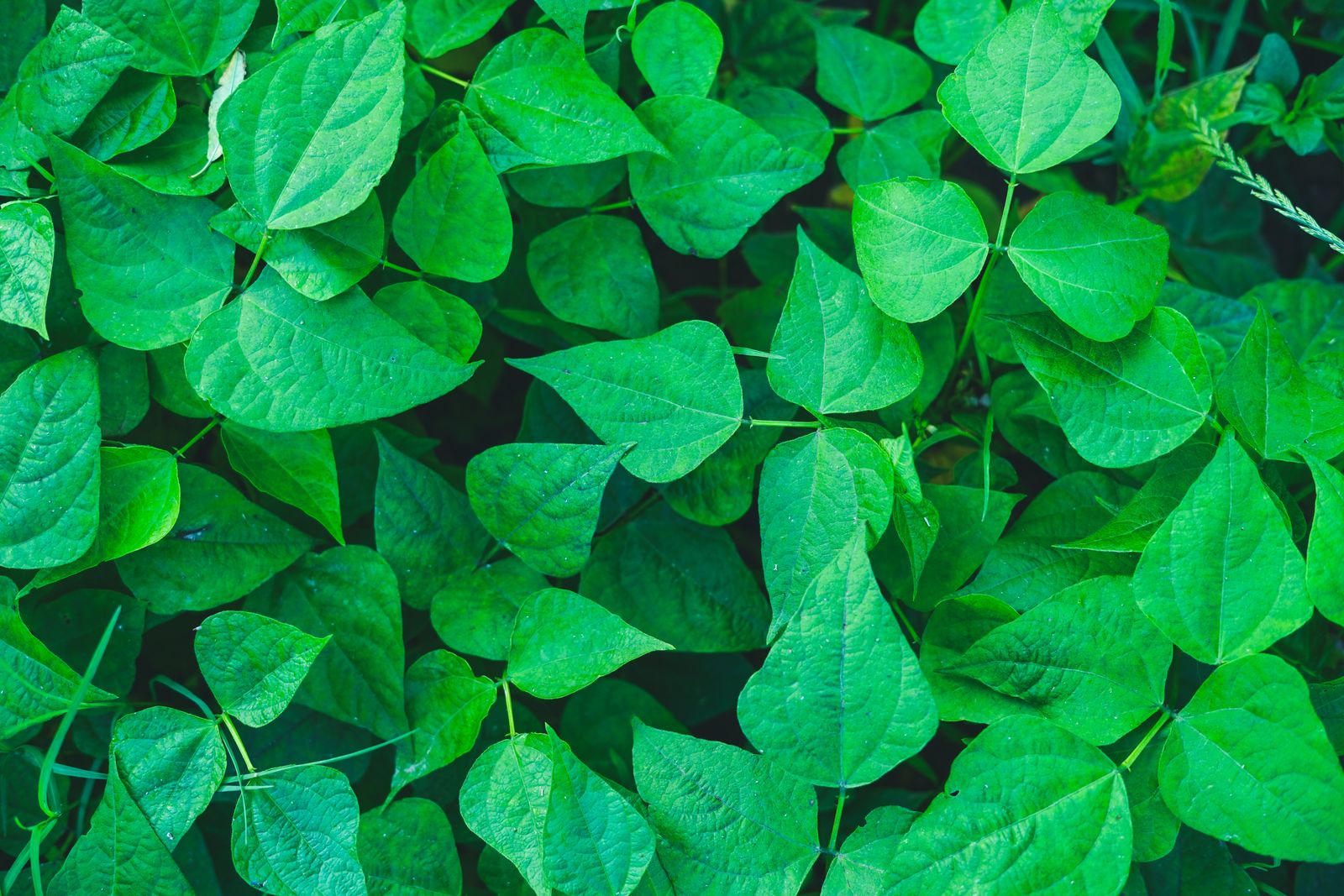 Green Beans