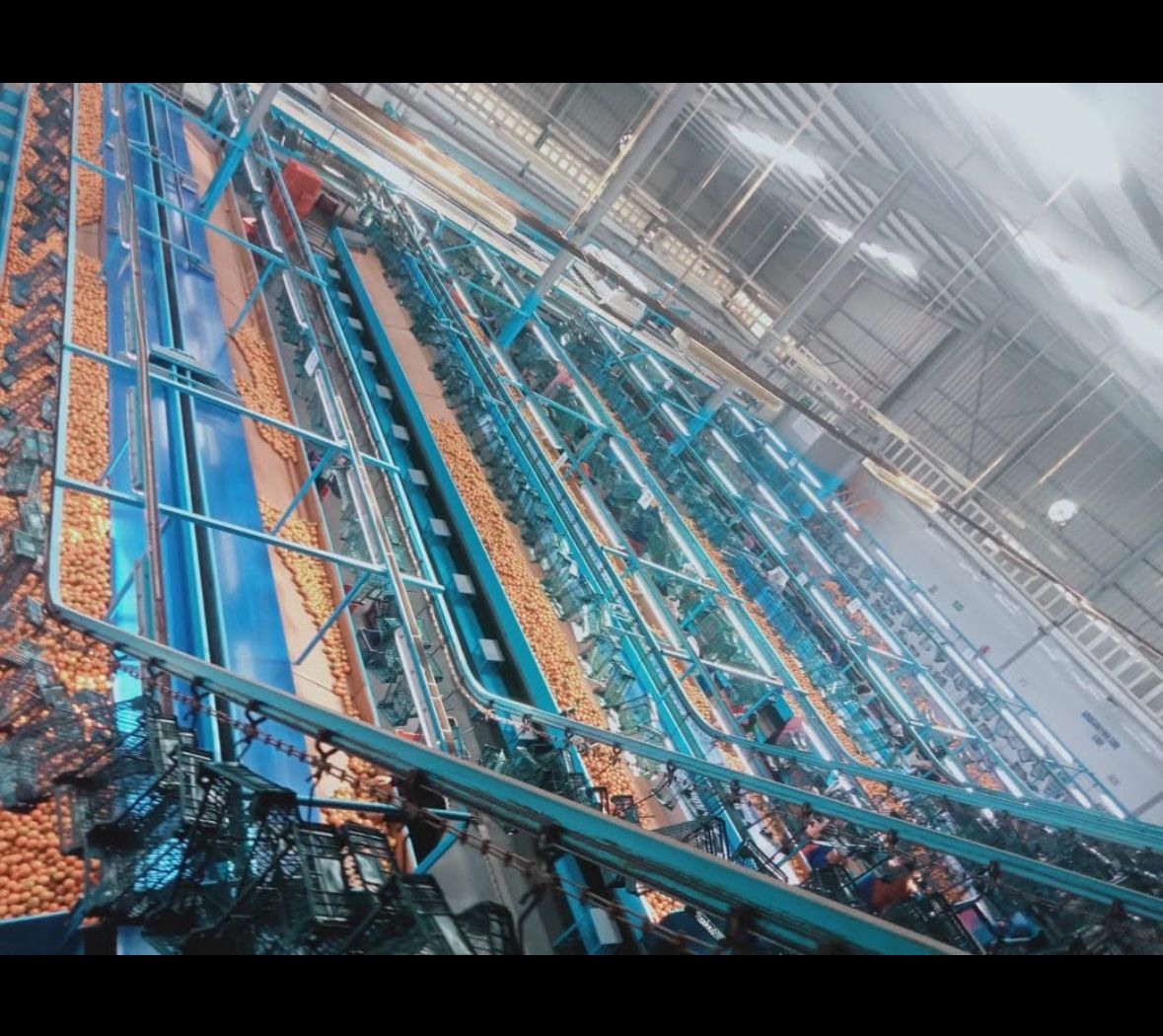 Inside Attar Packhouse