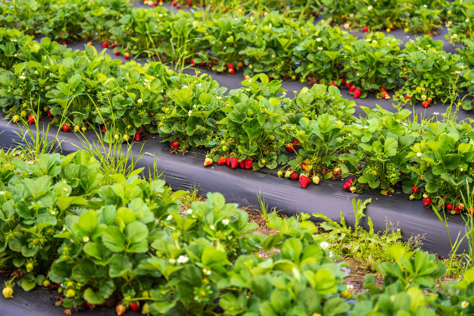 Strawberries