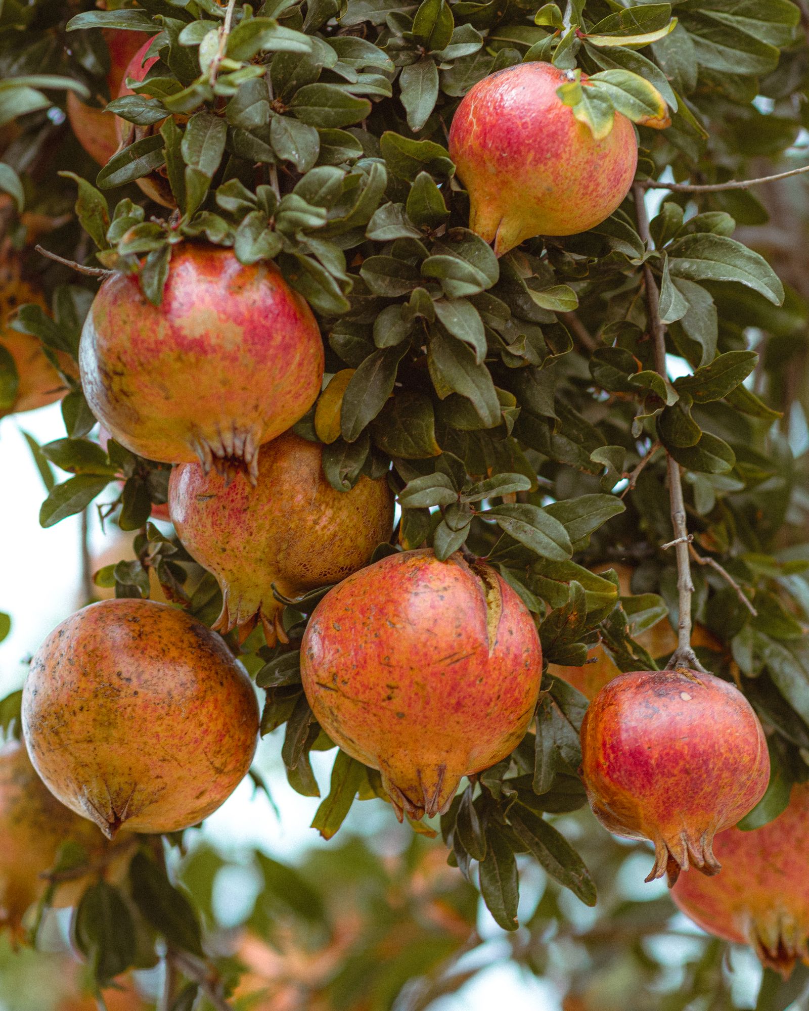 Pomegranates