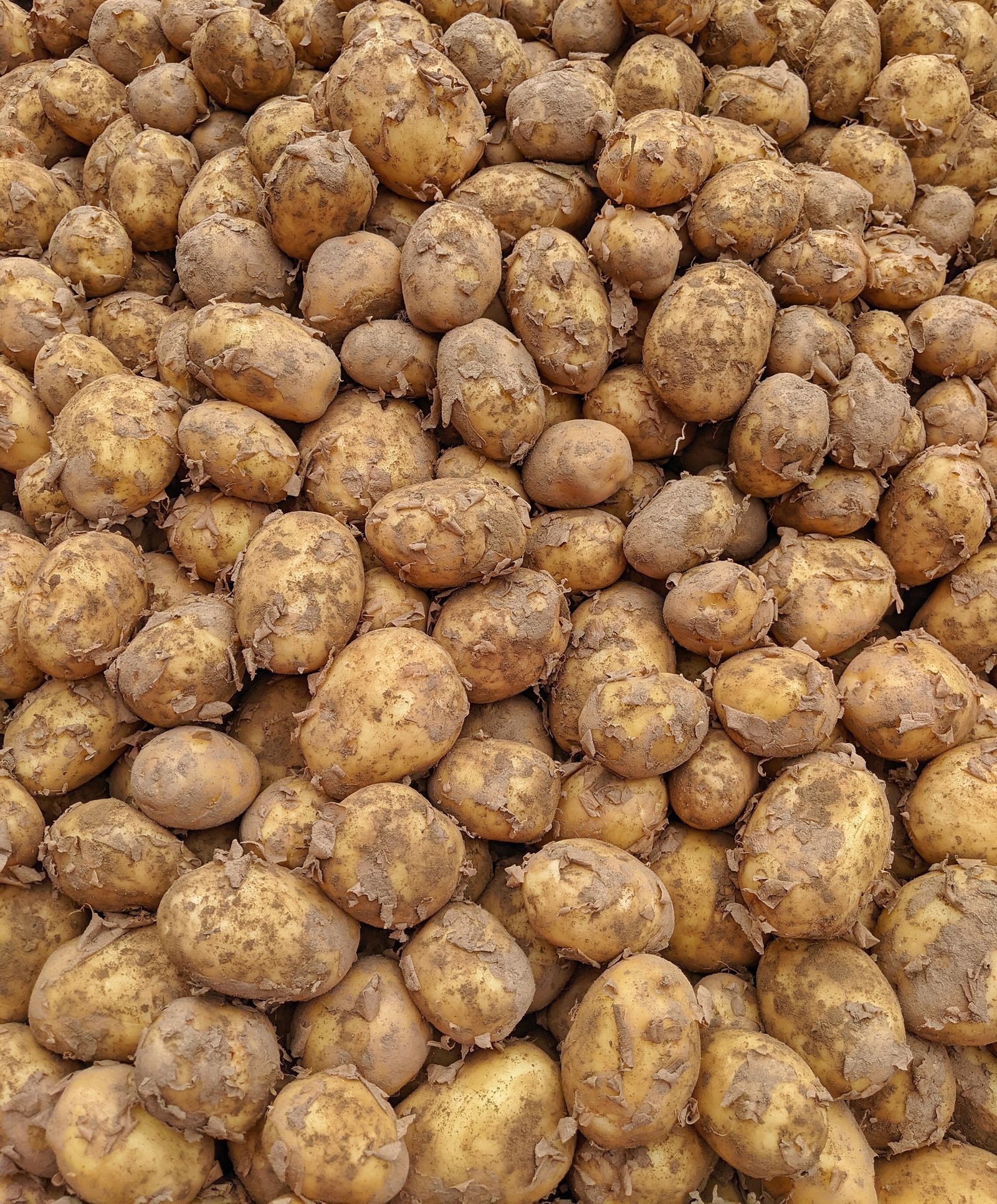 Potatoes