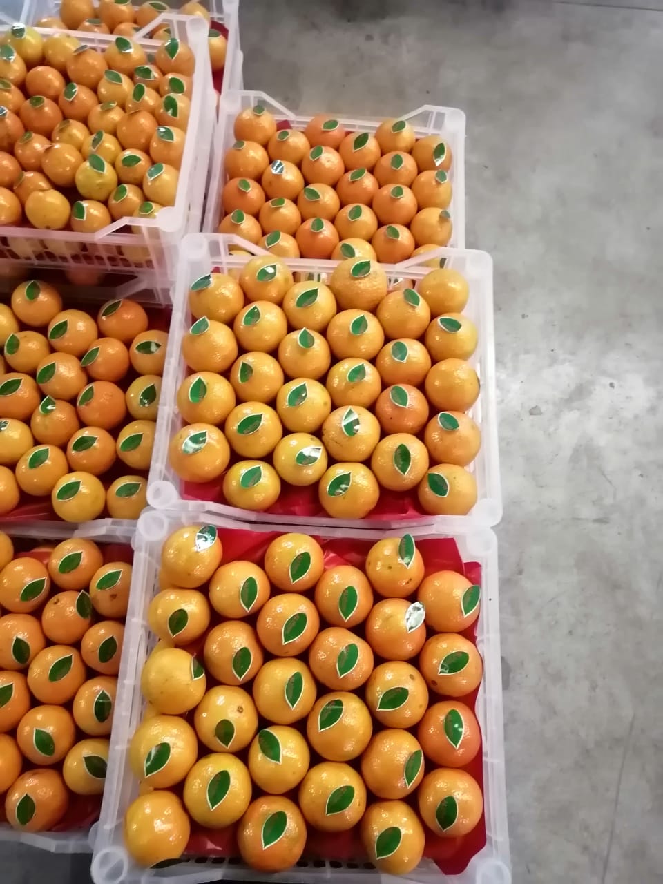 Mandarins