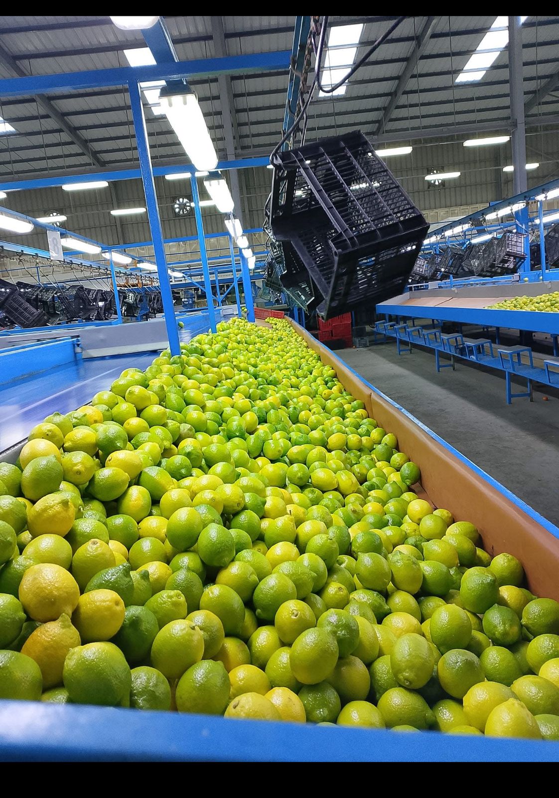 Packhouse Technology