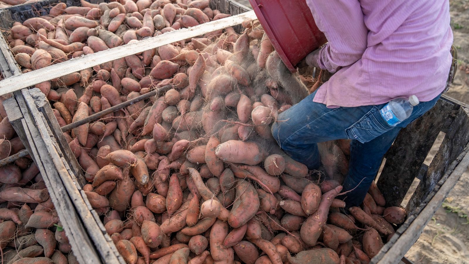 Sweet Potatoes