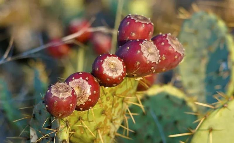 Prickly Pear